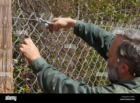 chainlink fence hog